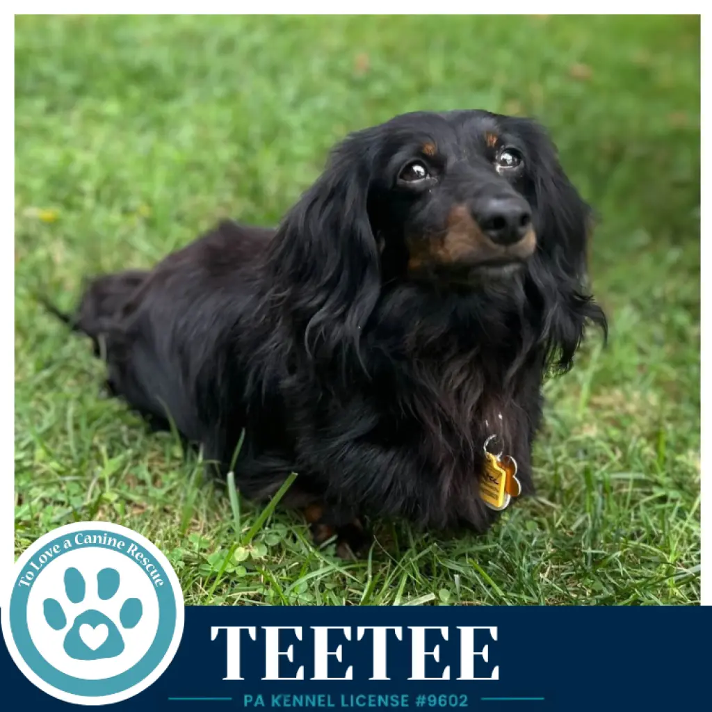 Teetee 091226