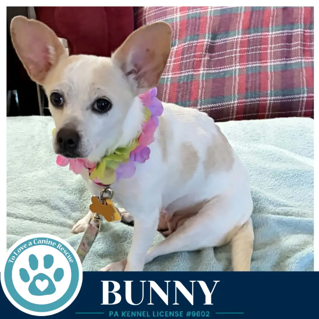 Bunny 091226