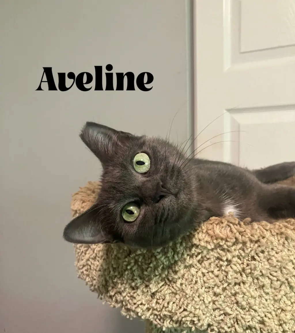 Aveline