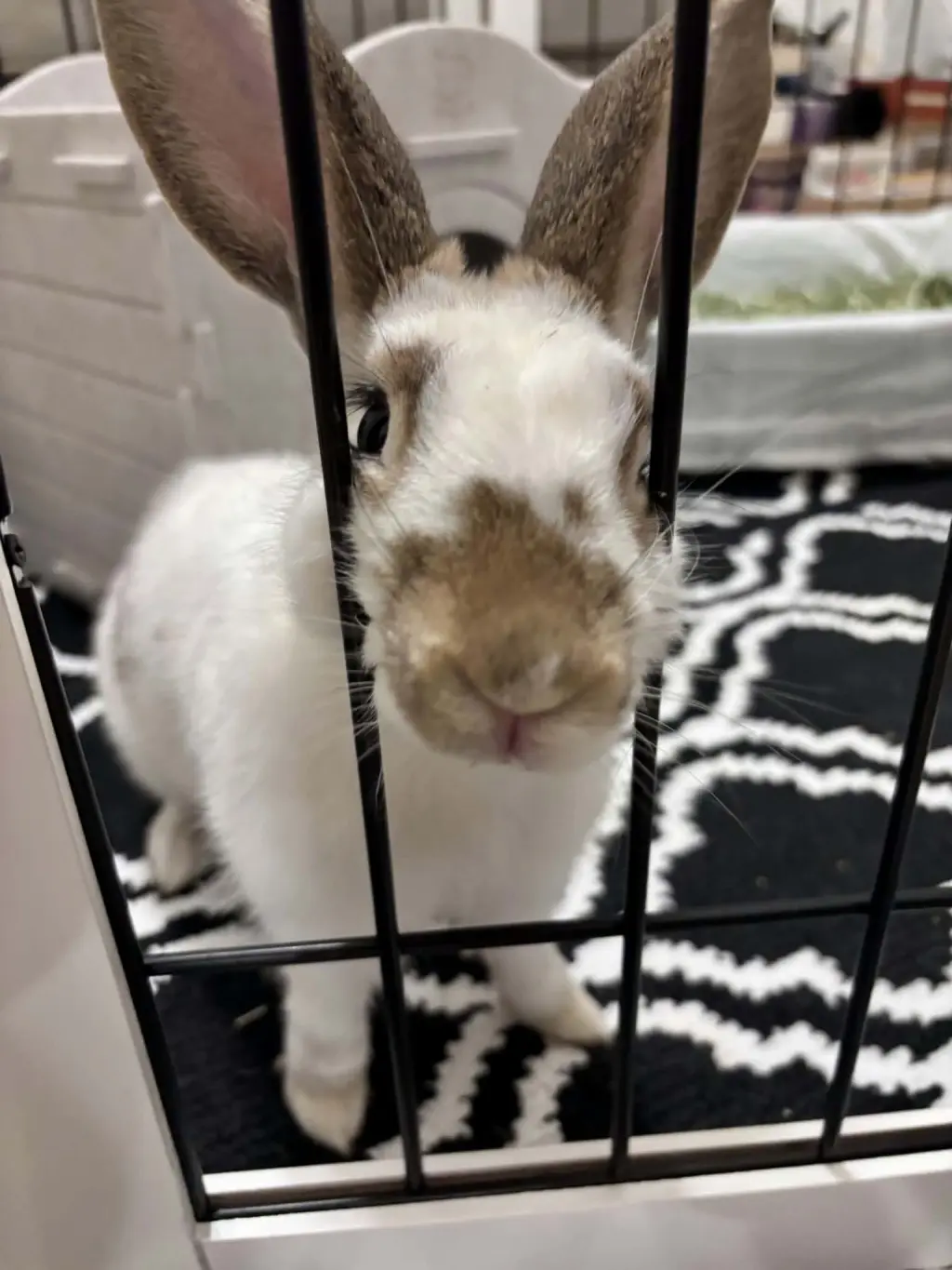 Charlie (#3)