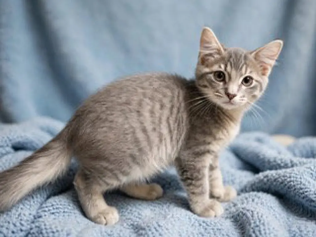 KITTEN GHOST