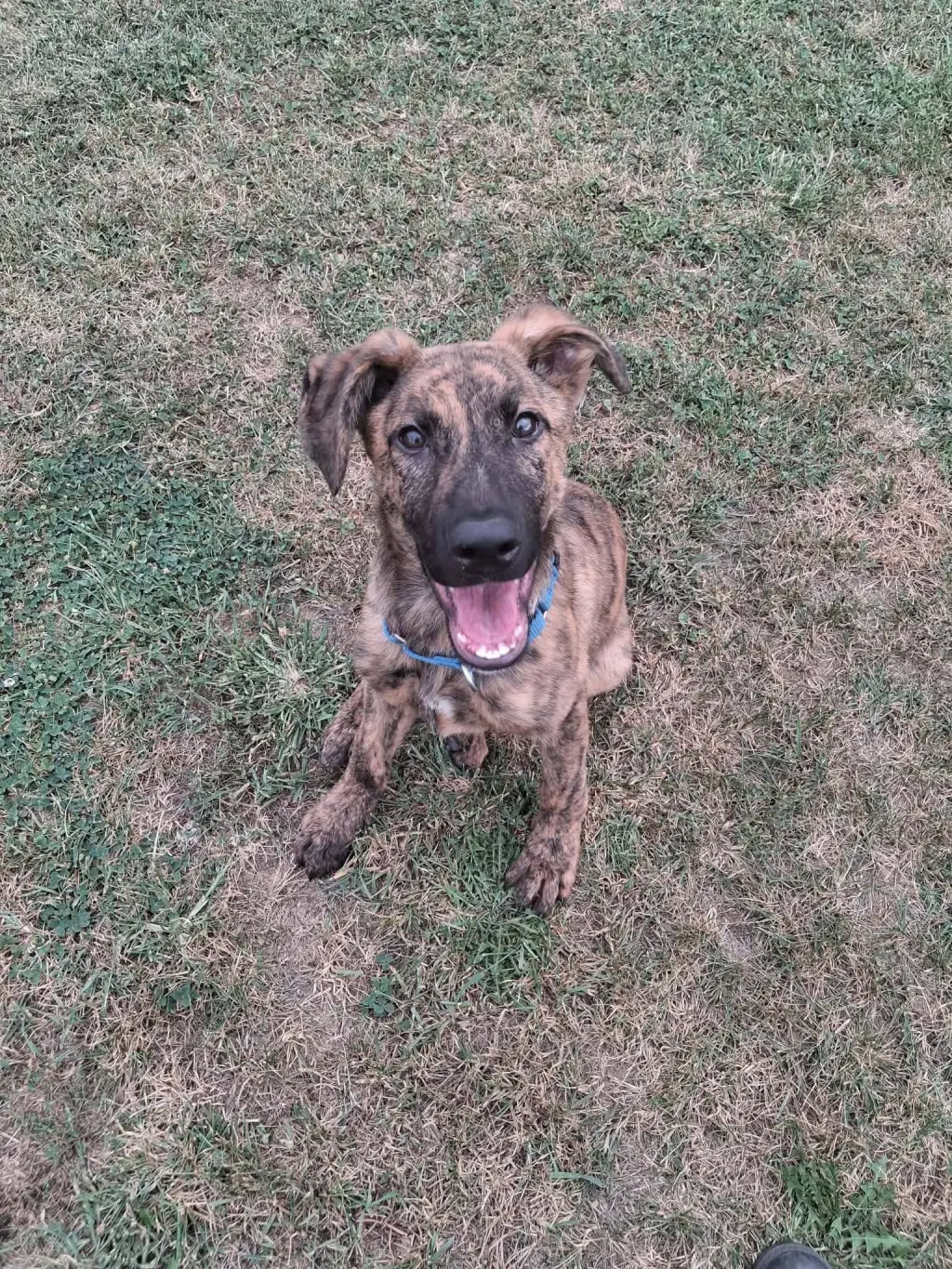 Argus