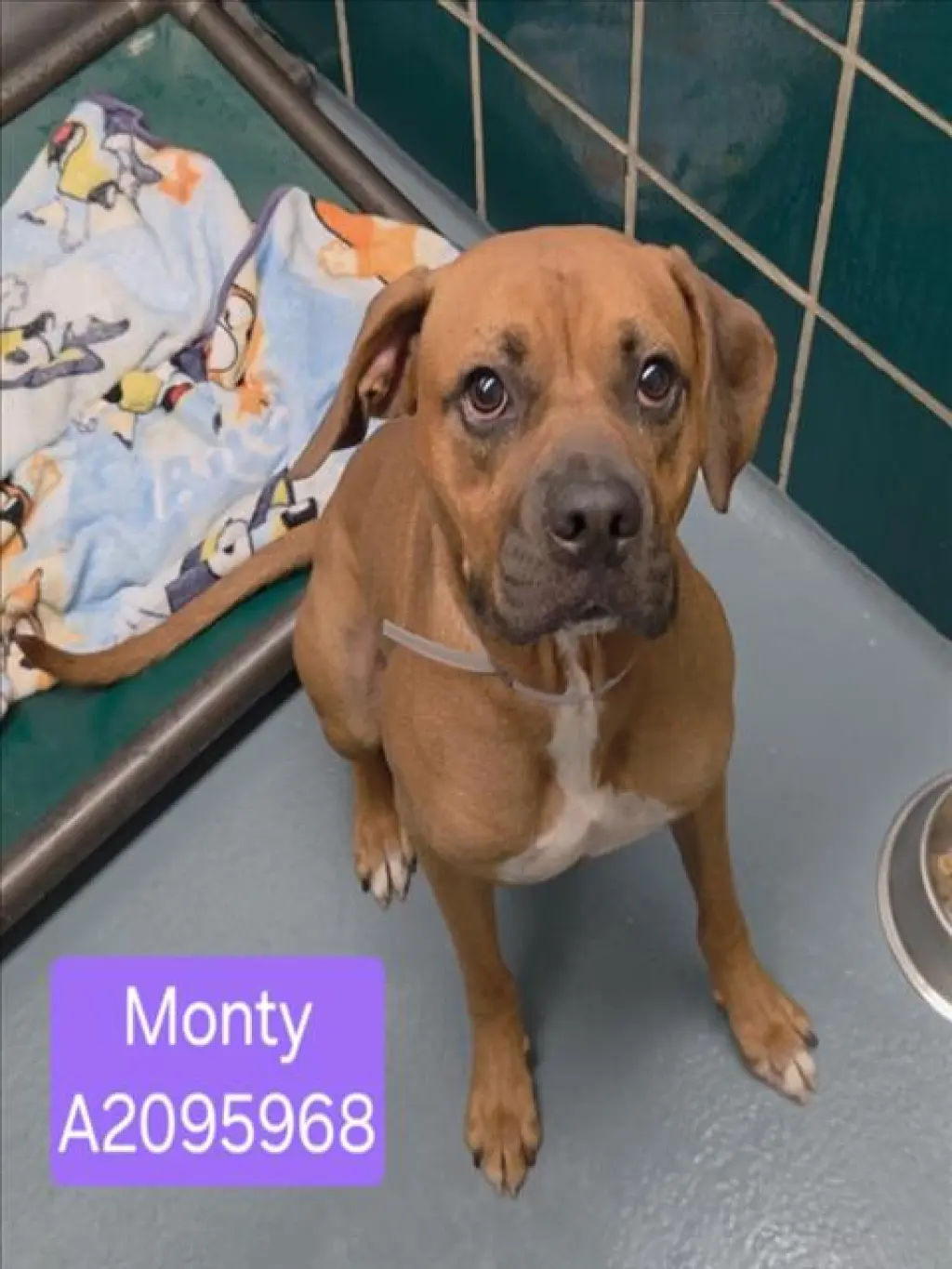 MONTY