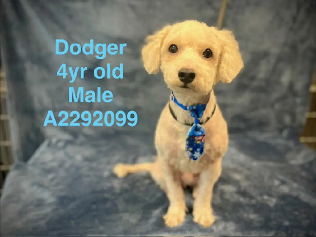DODGER
