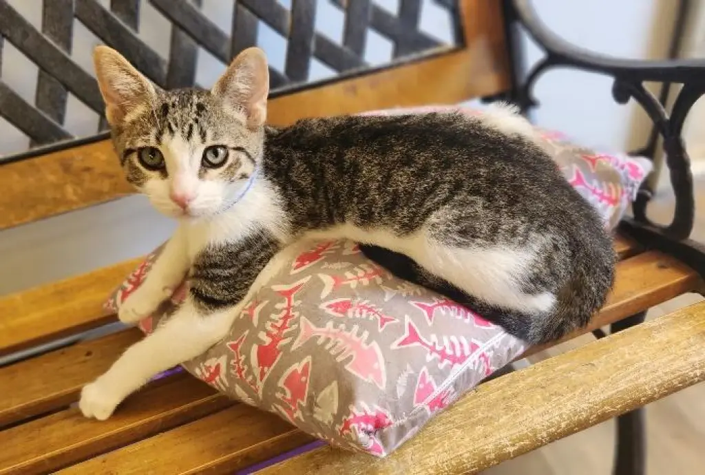 Kitten 28064 (Waffle)