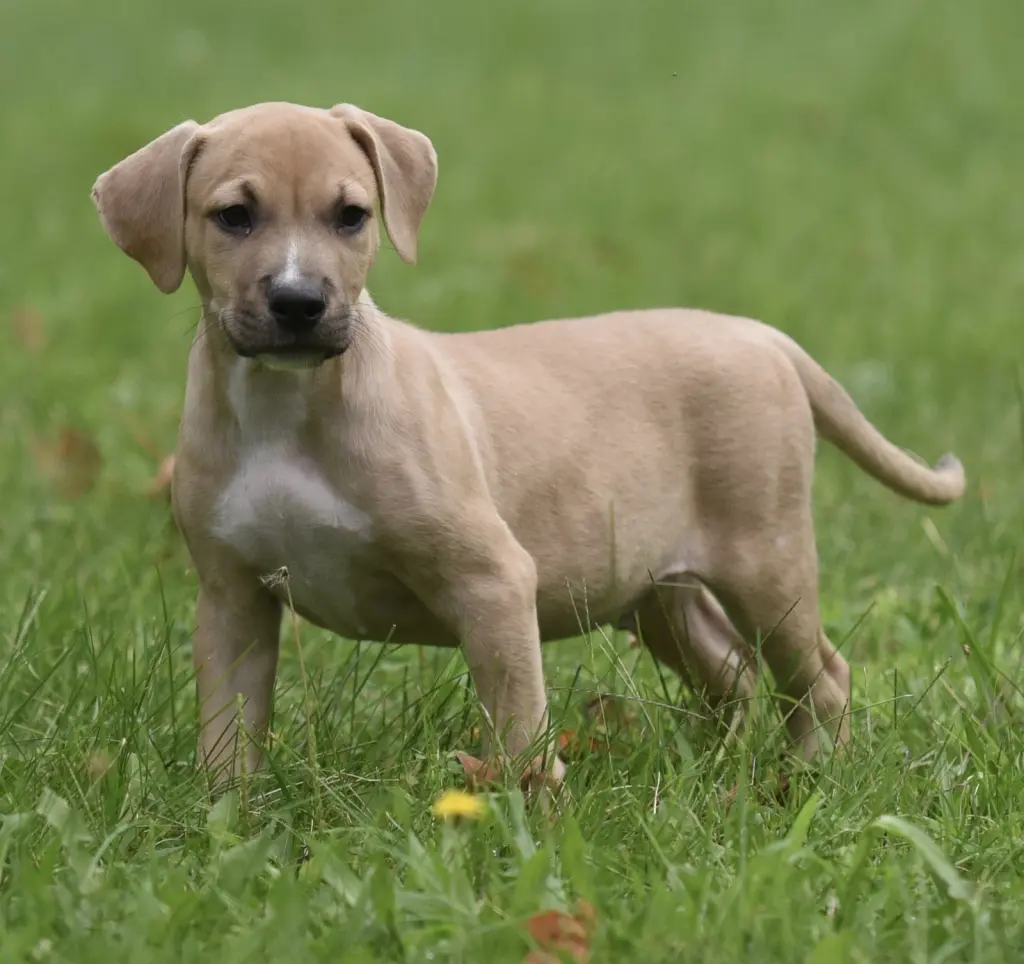 Shiloh