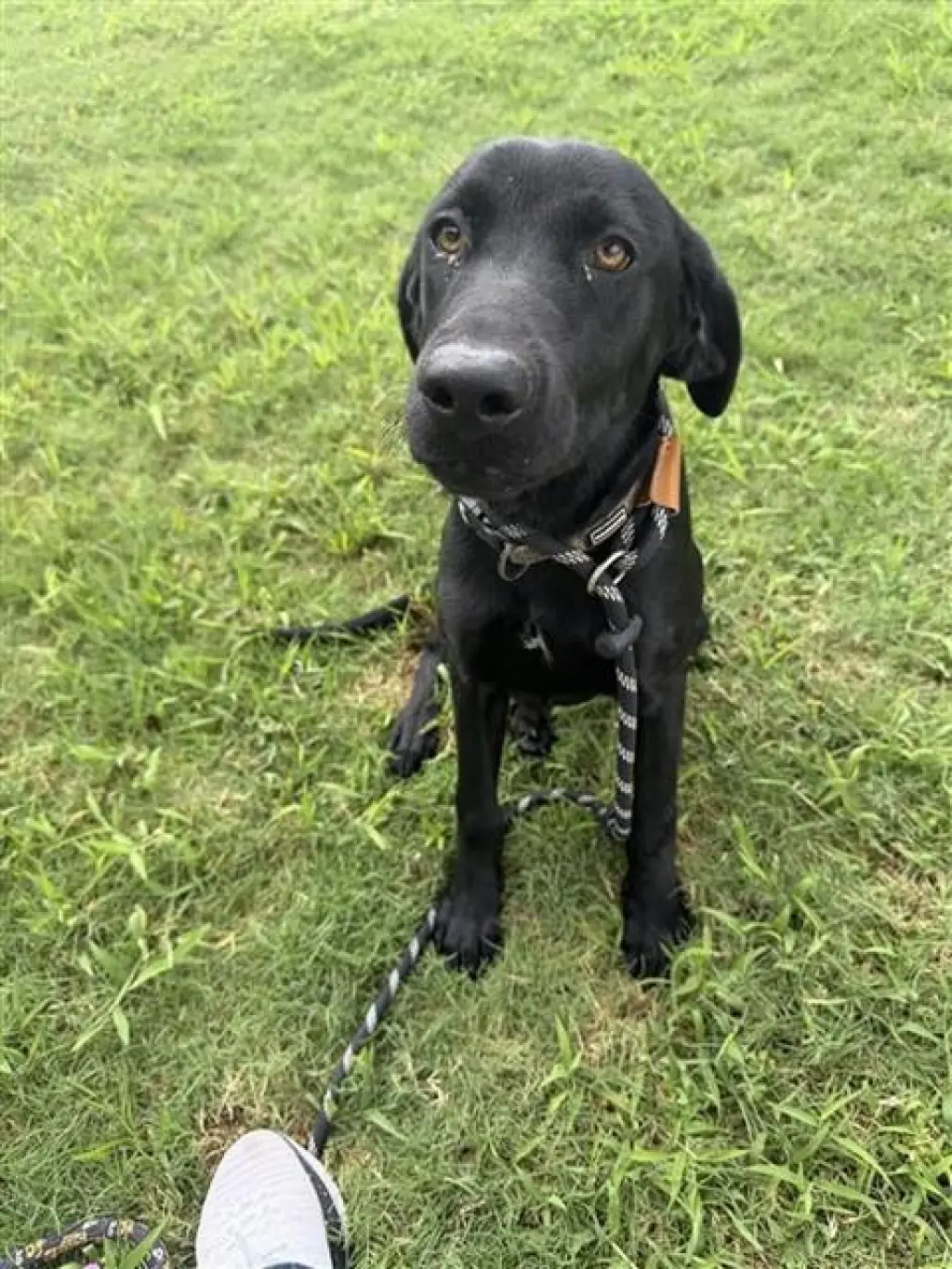 JET