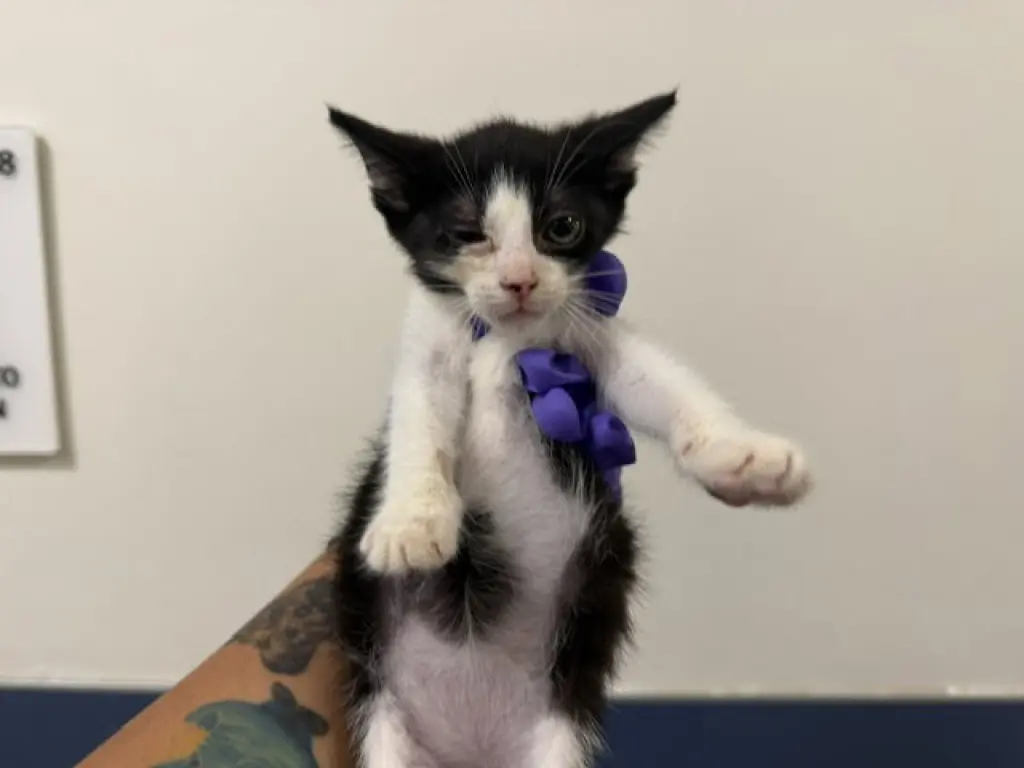BISCUIT