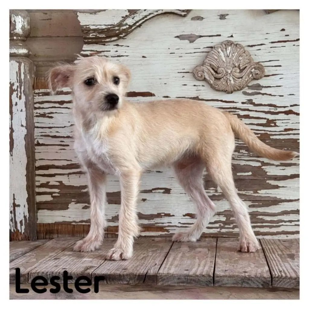 Lester