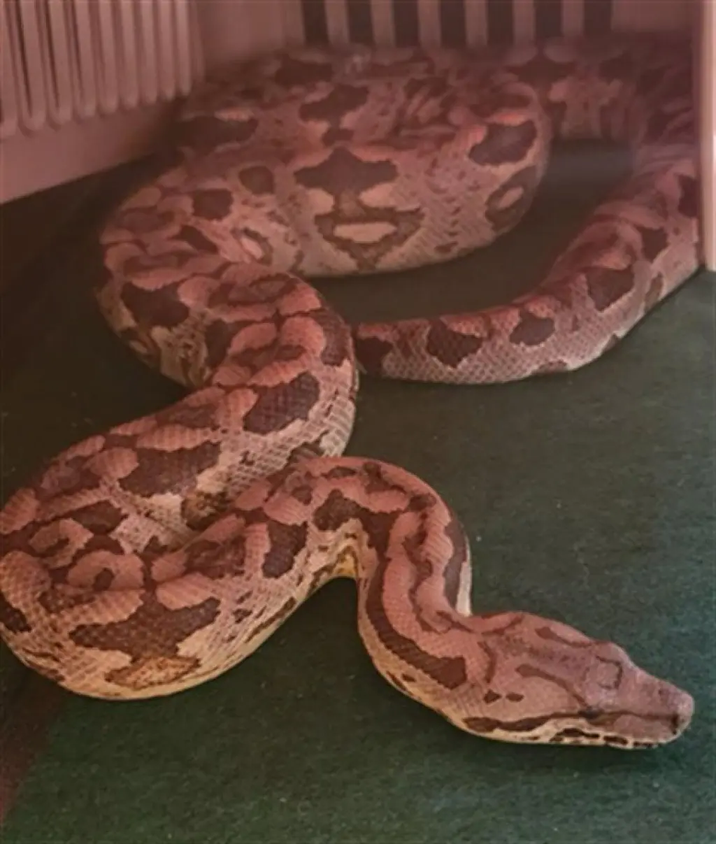 DUMERIL BOA TWO
