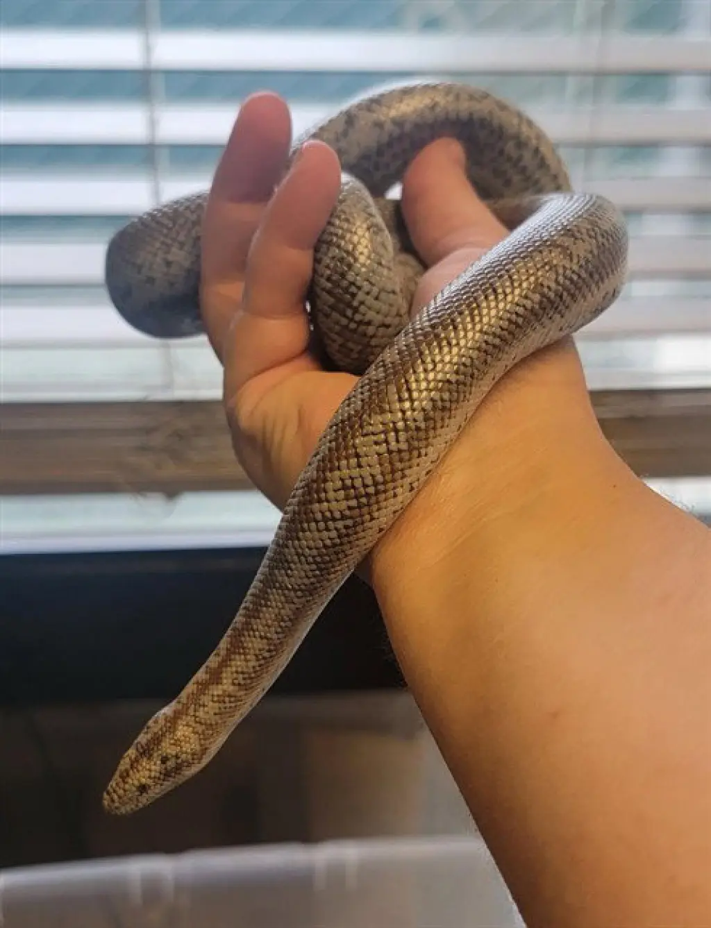 ROSY BOA THREE