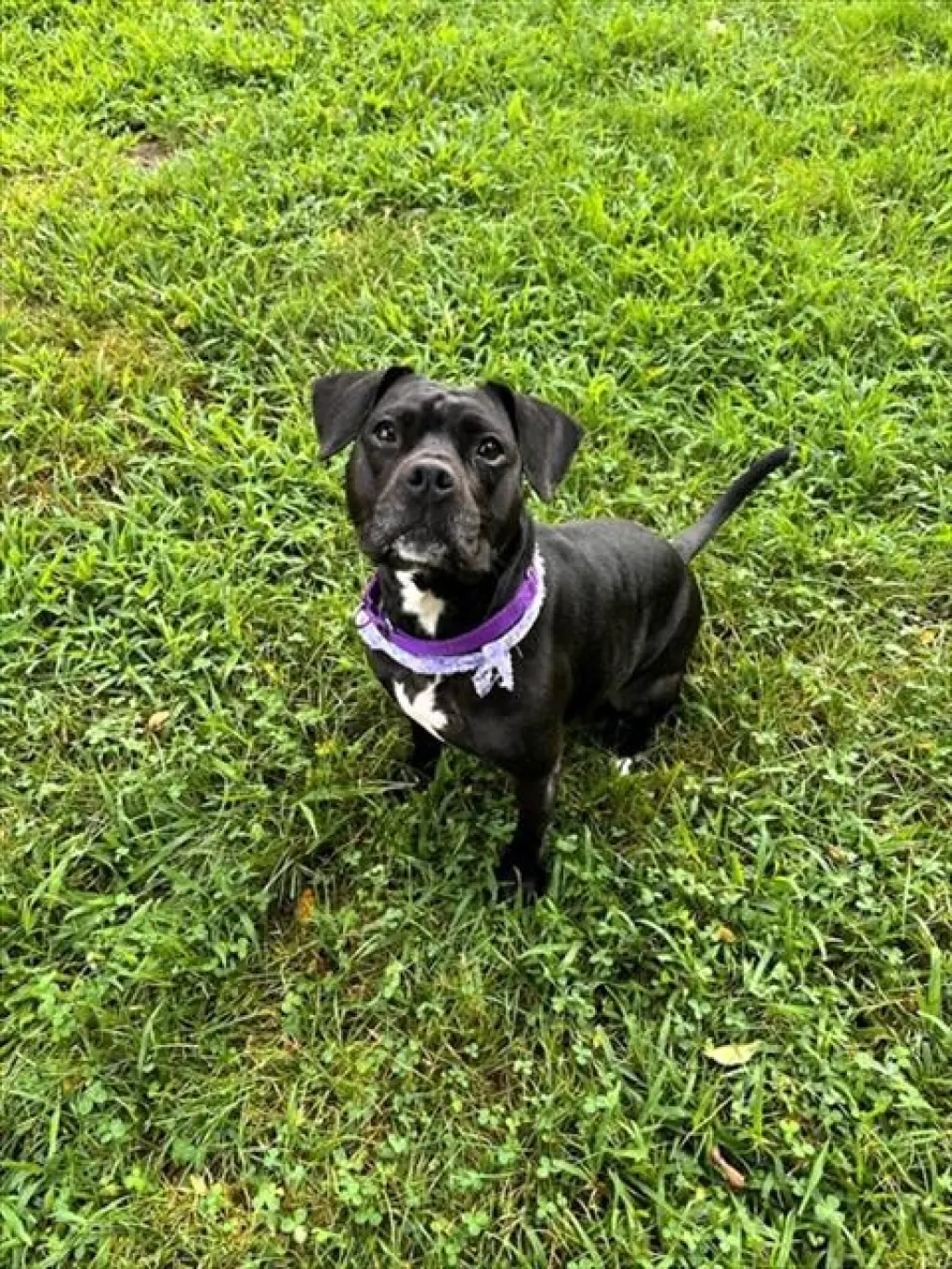 AUDREY
