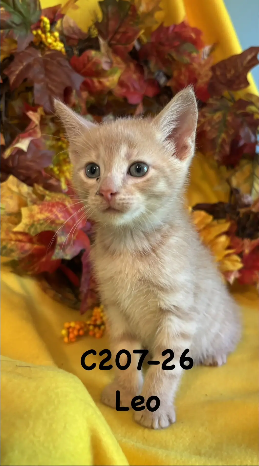 Foster Leo