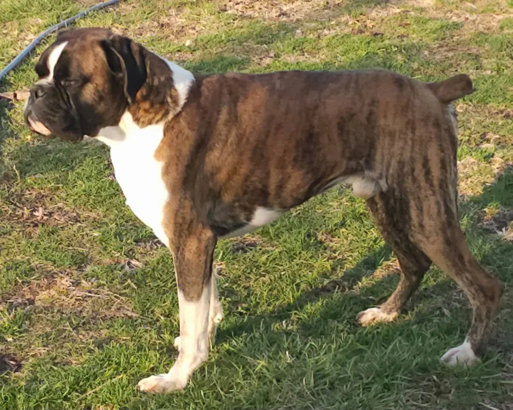 FLASH BRINDLE MALE *NEEDS FOSTER*