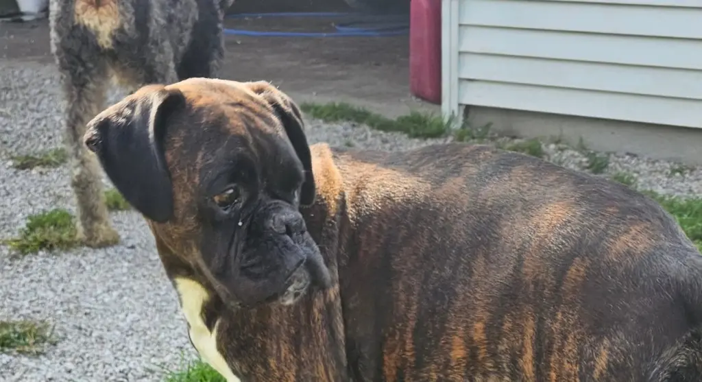 BRINDLE FEMALE *FOSTER NEEDED*