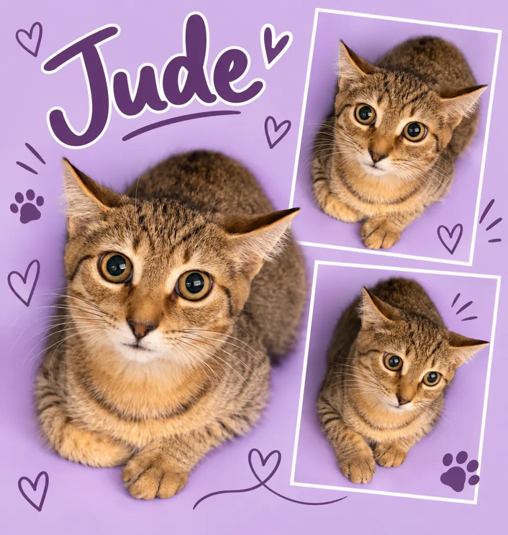 Jude (FCID# 07/16/2026 - 35 Middletown PS)
