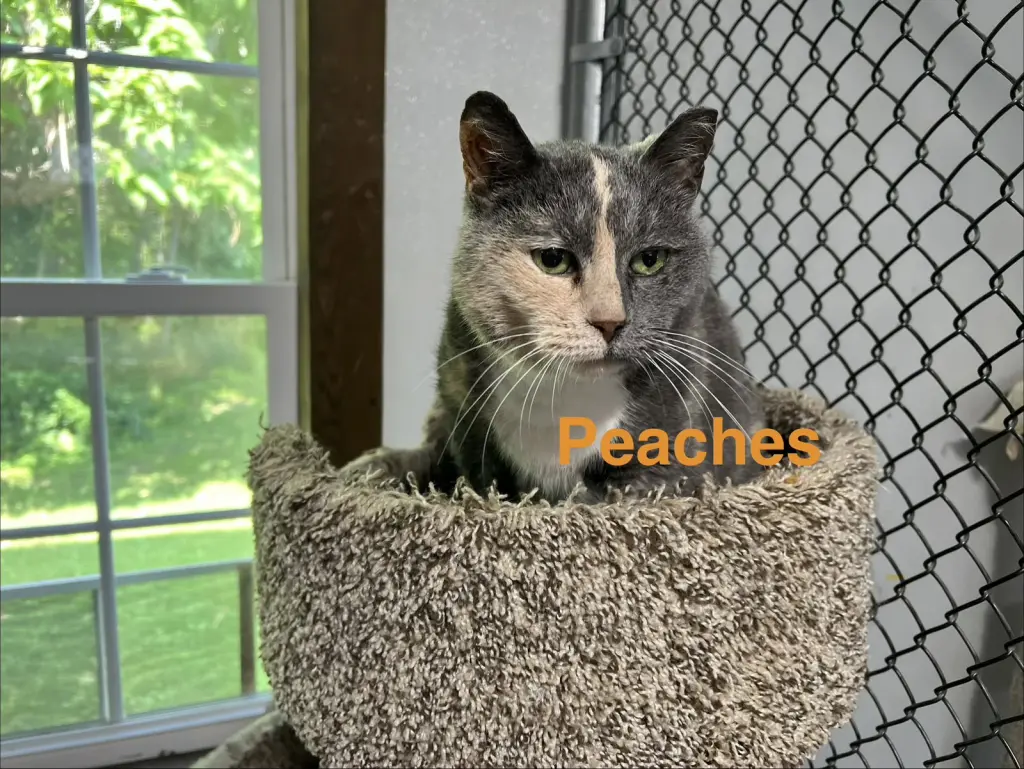 Peaches