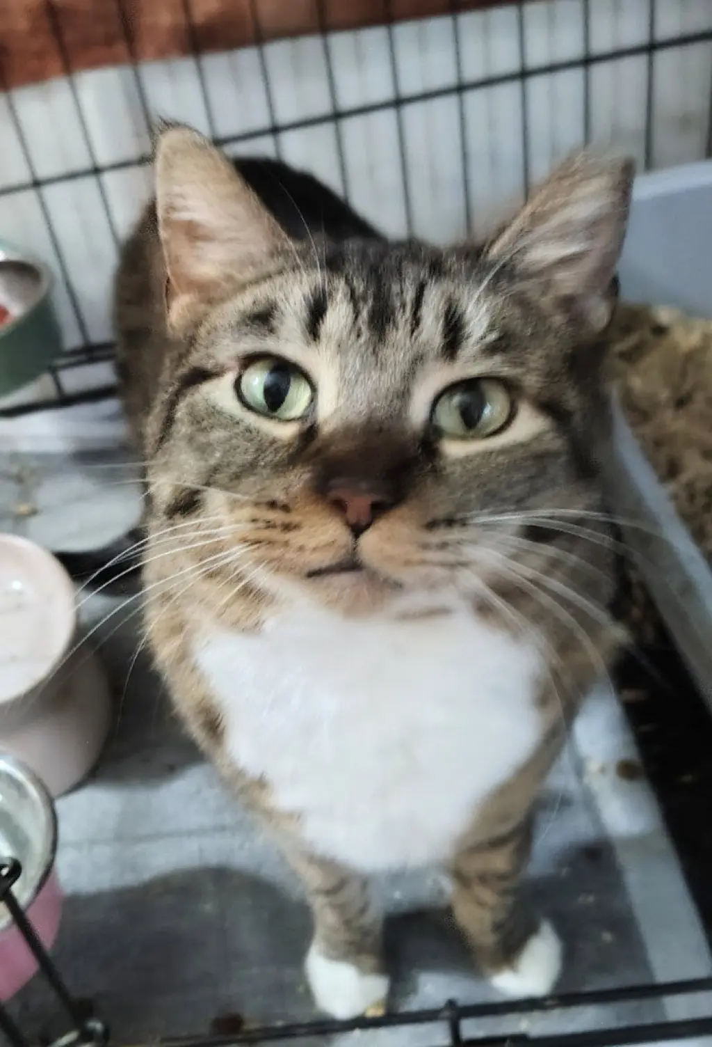 Nala