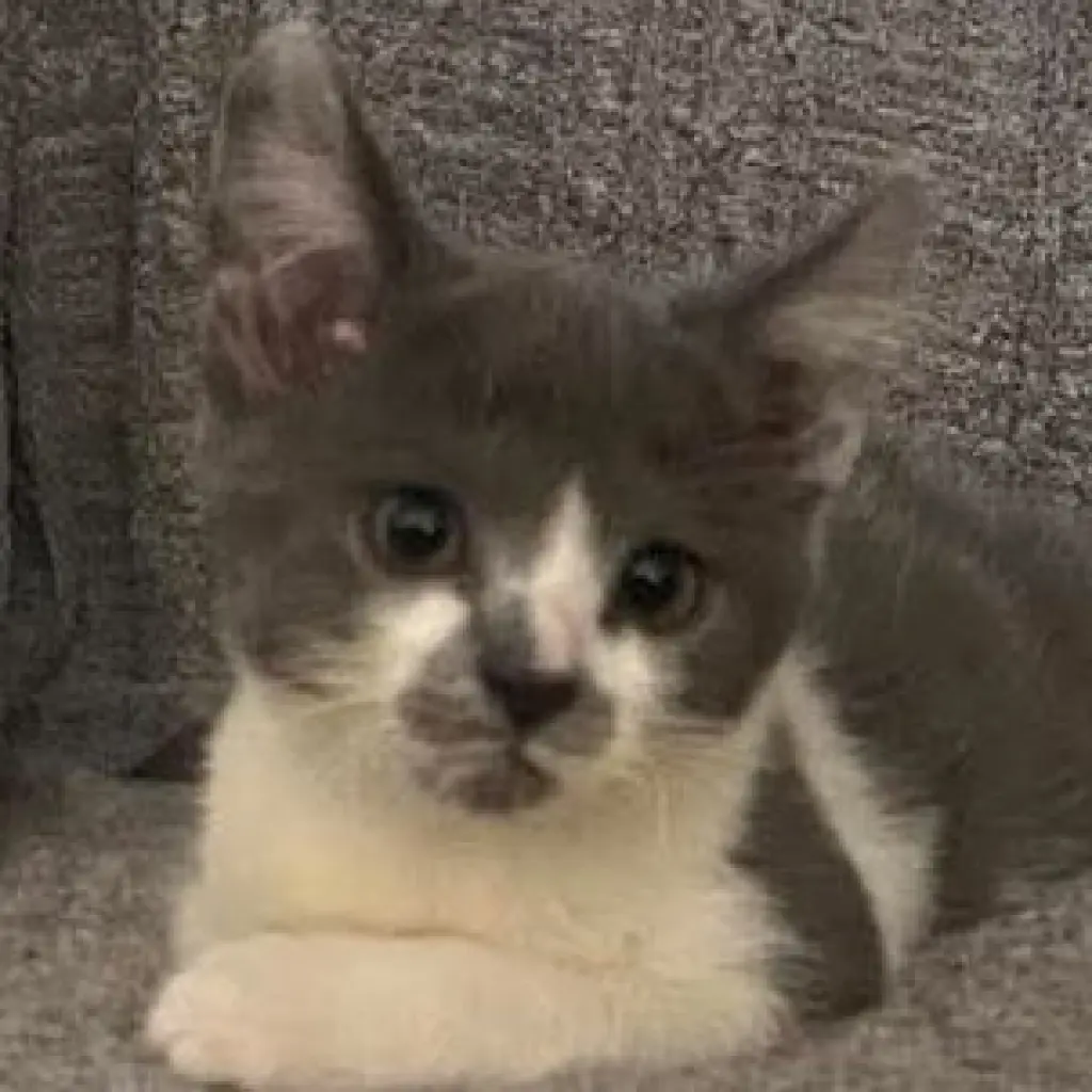 Mustachio Pistachio