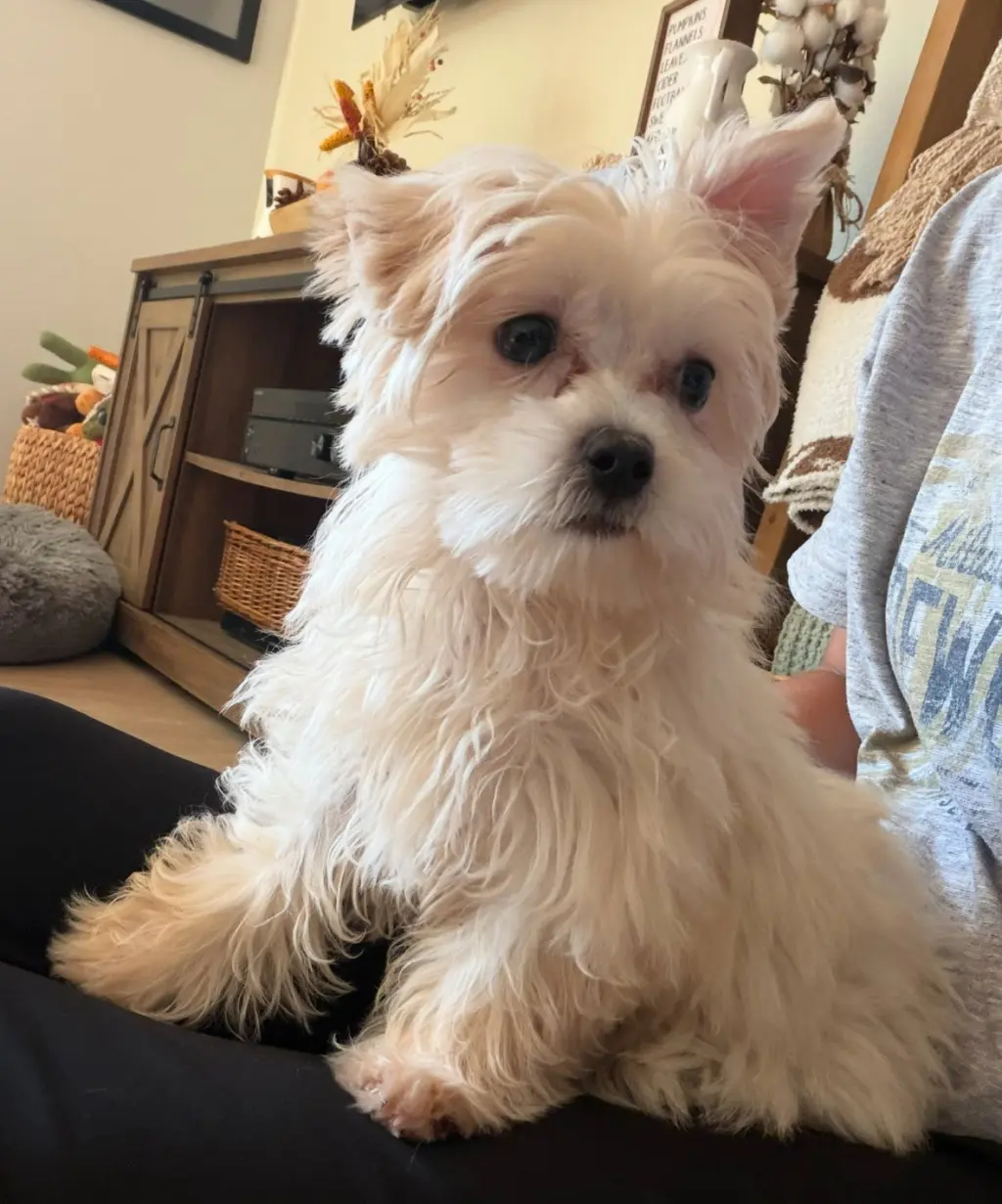 Ellie - ADOPTION PENDING
