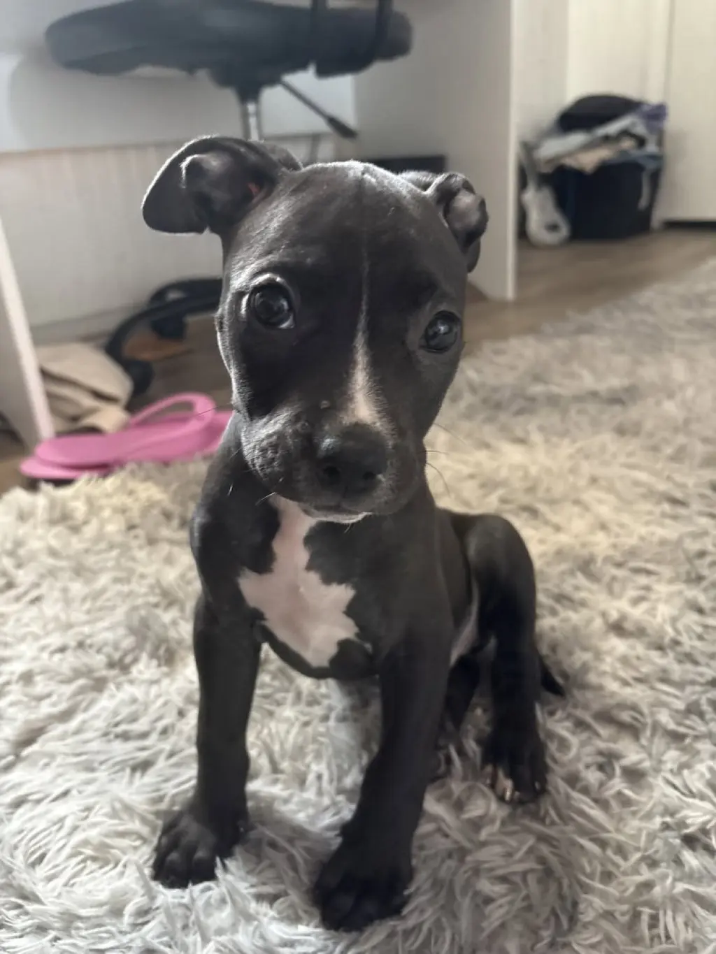 Lilly