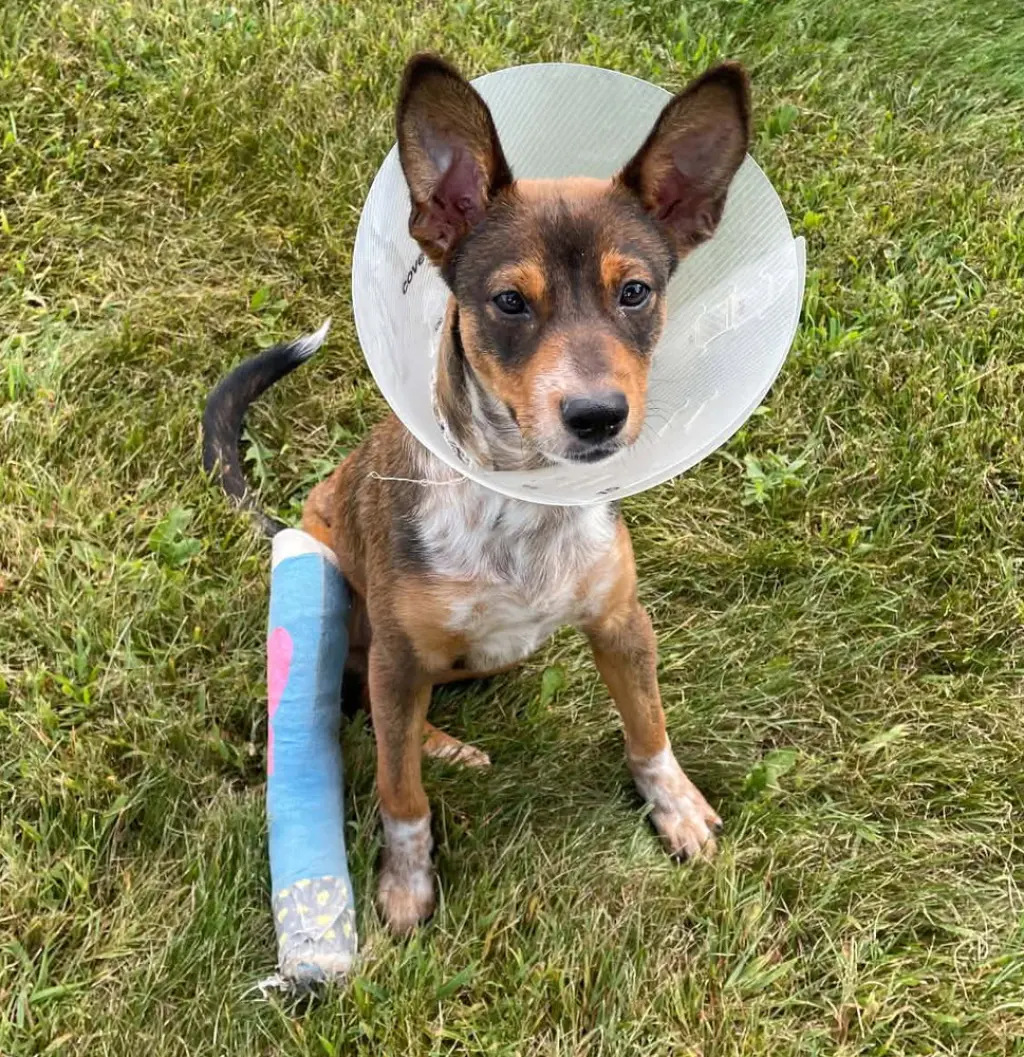 Jake - Sponsored - Reduced Adoption Fee
