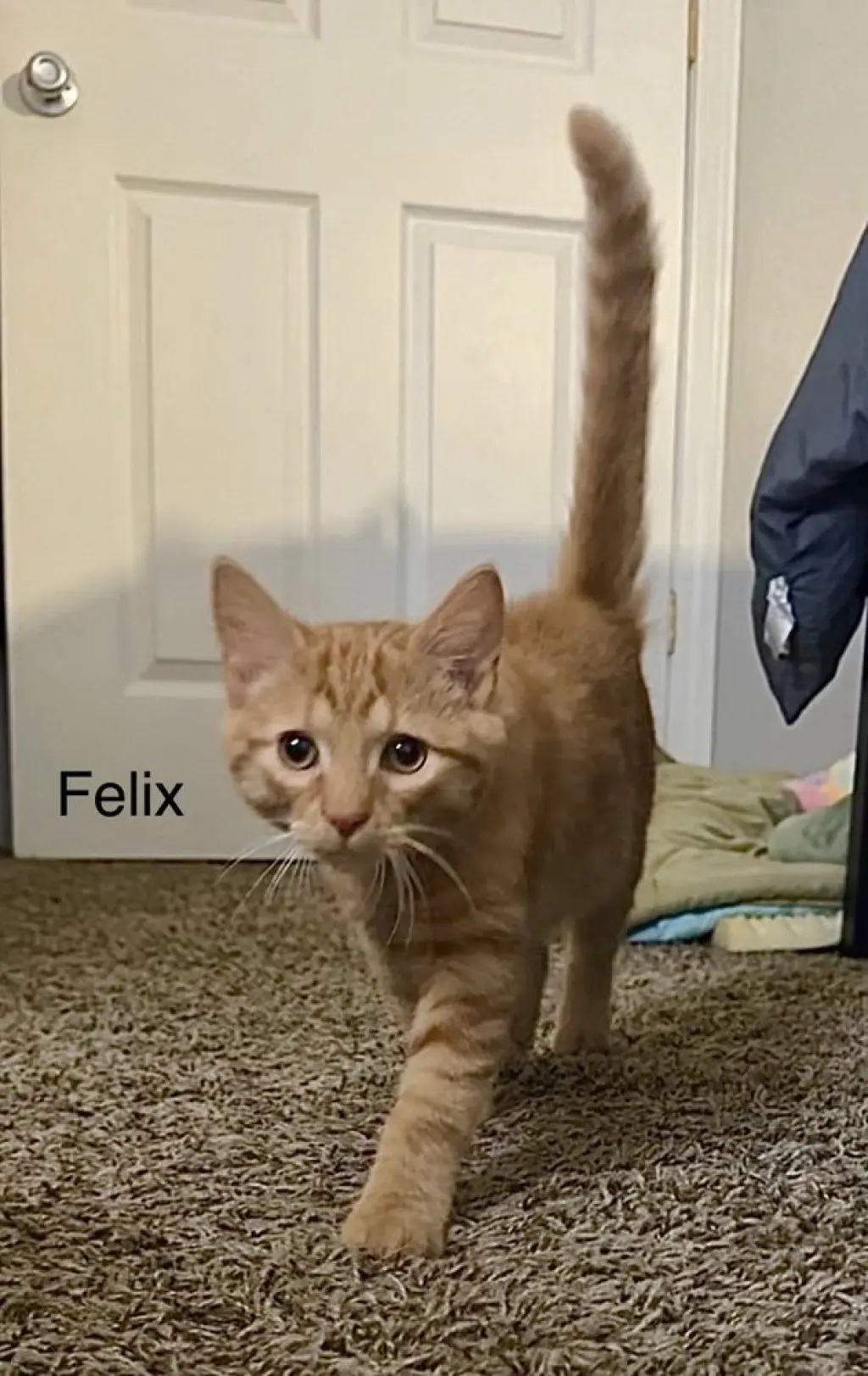 Felix Kitty