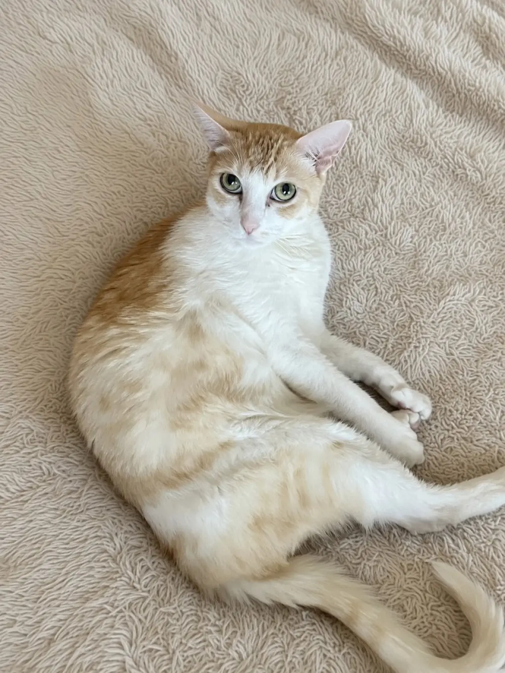 A Senior Companion