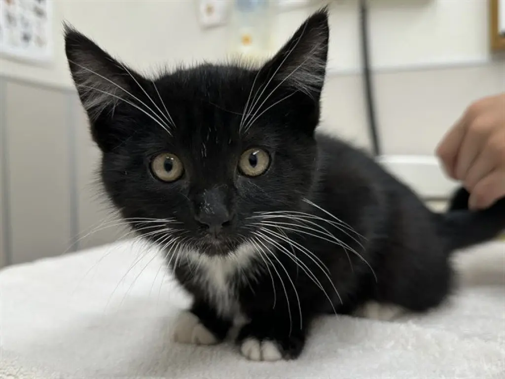 SEBASTIAN