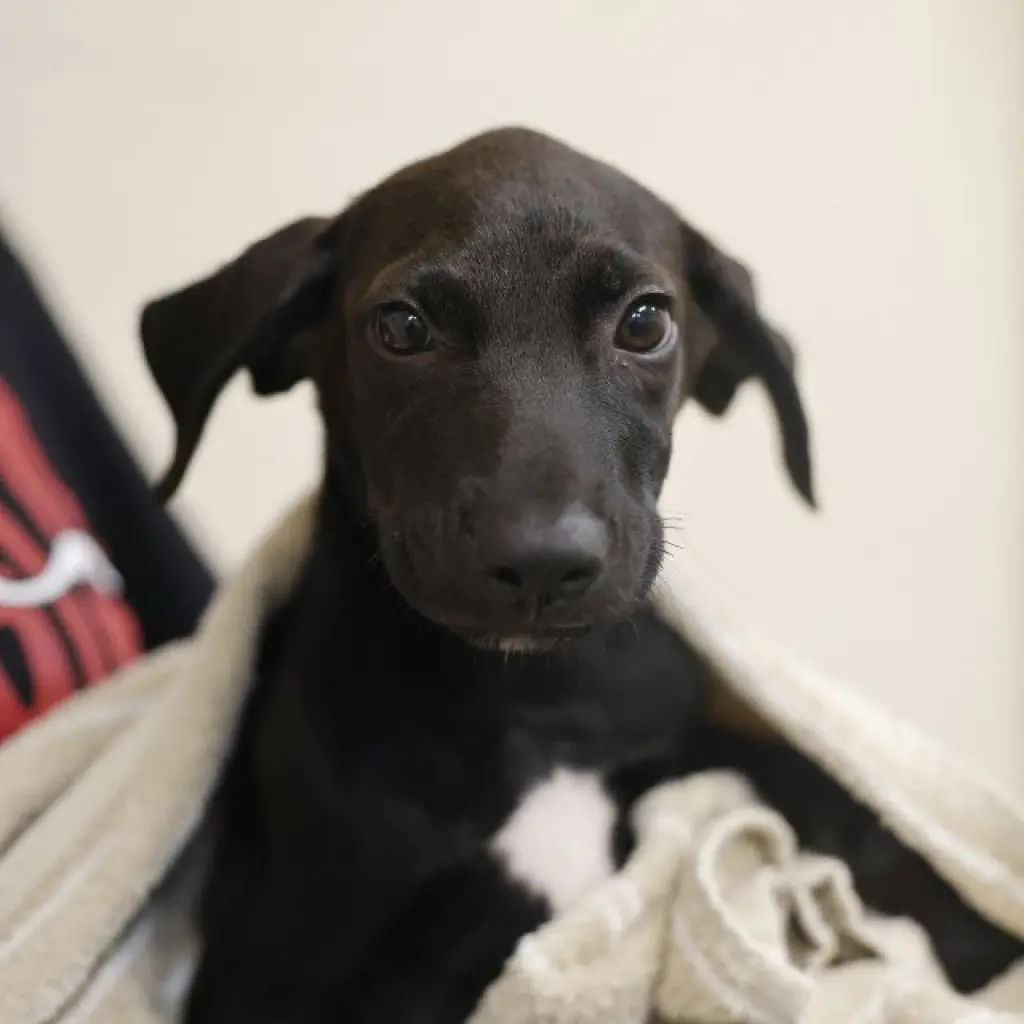 WINSTON