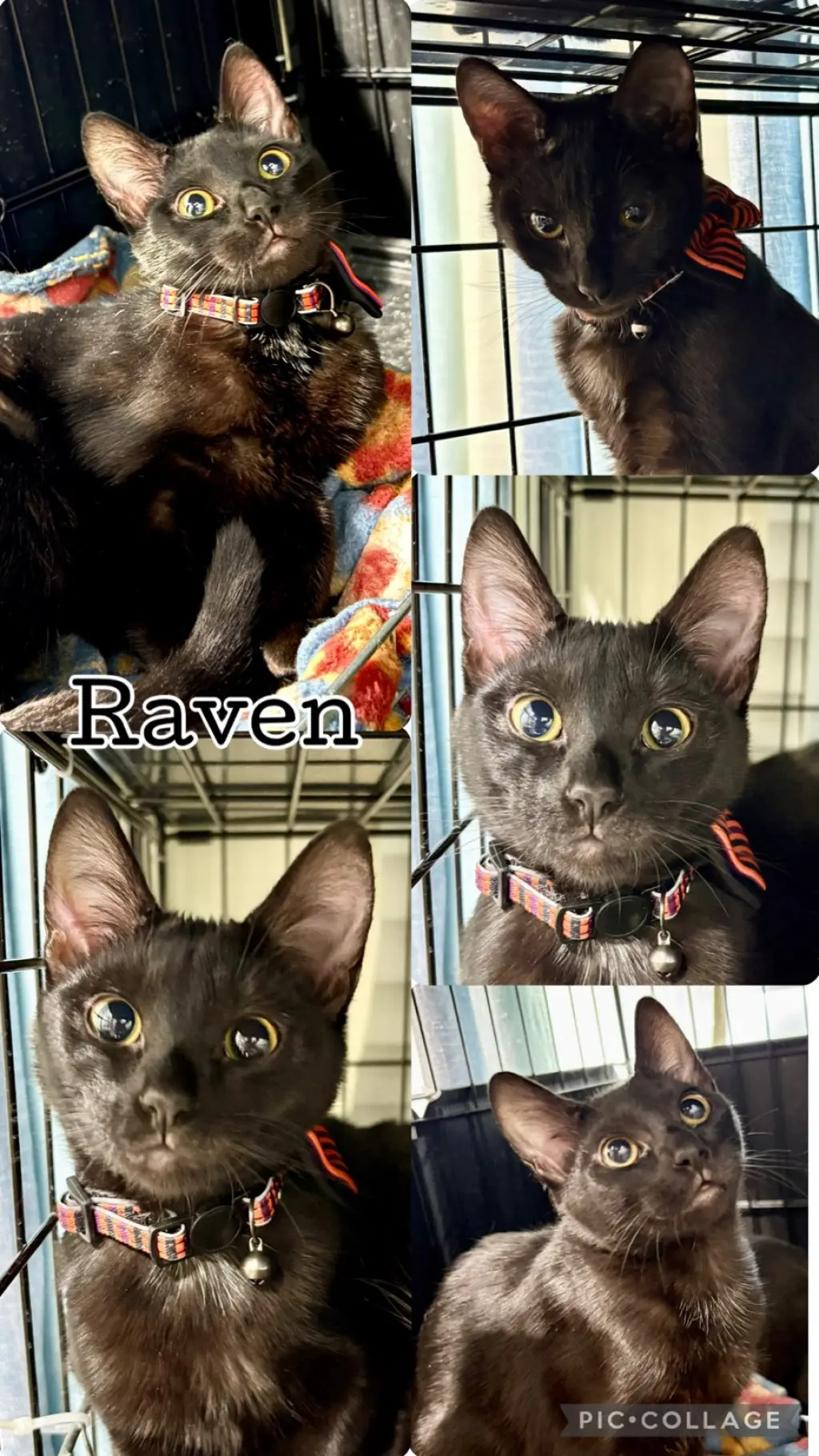 RAVEN