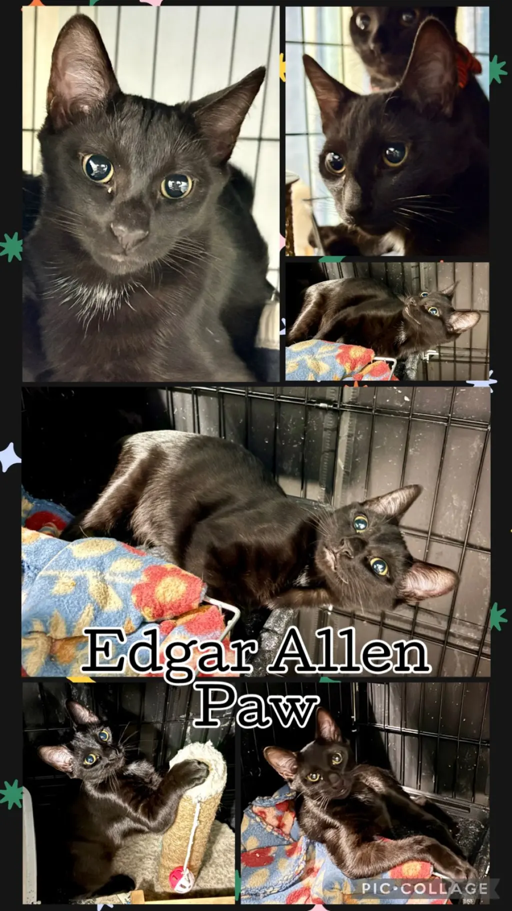 EDGAR ALLEN PAW