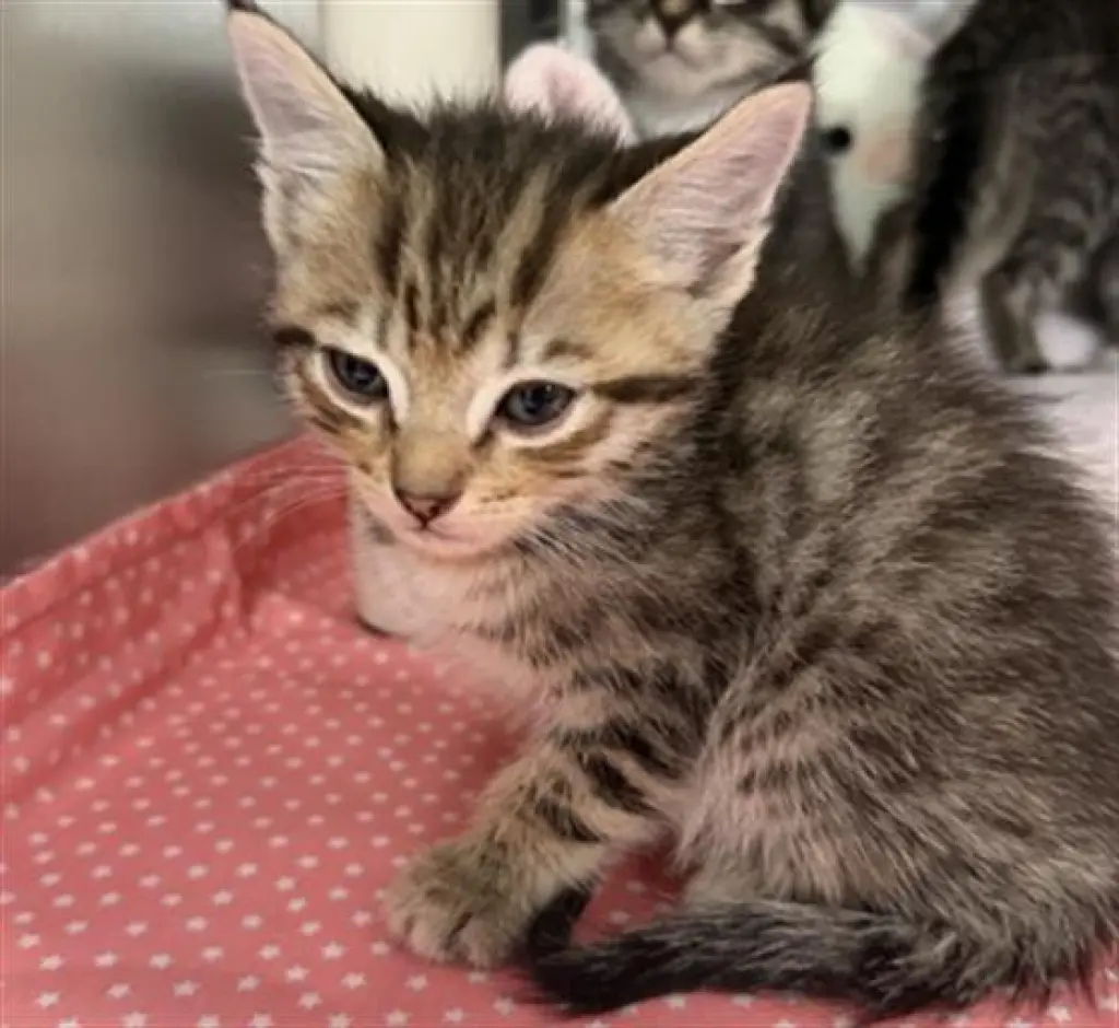 TILAPIA