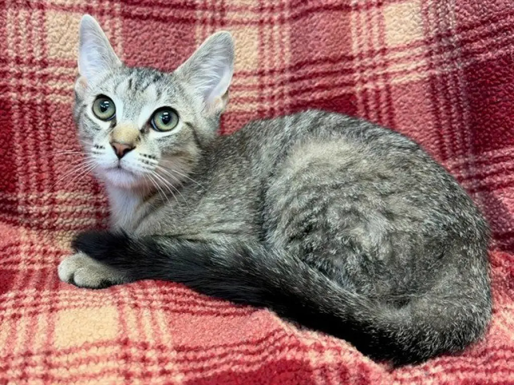 ZANE GREY