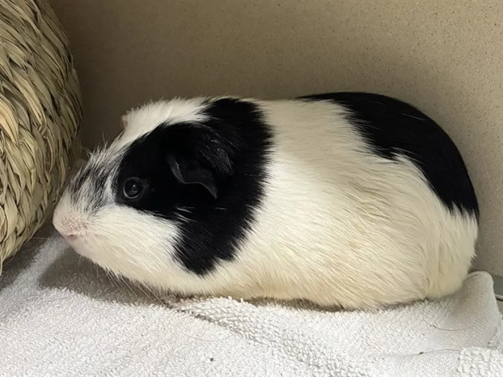 PEPPER