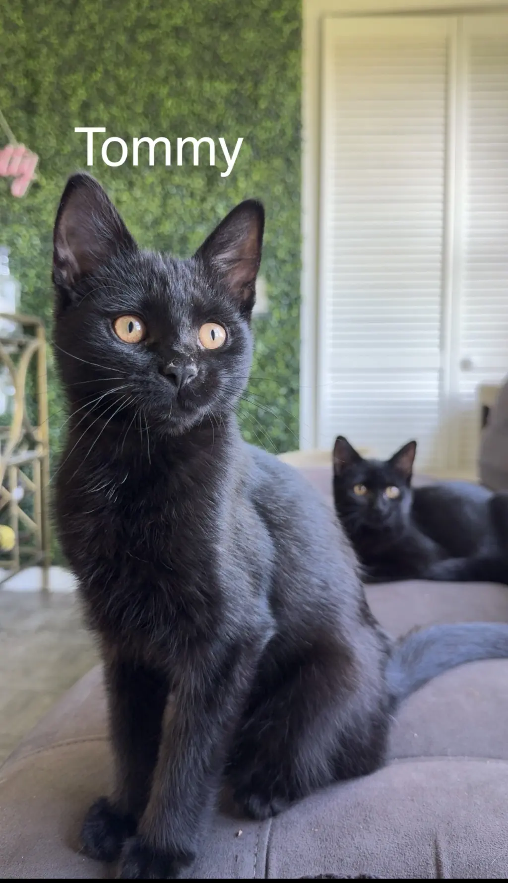 Mavis & Tommy