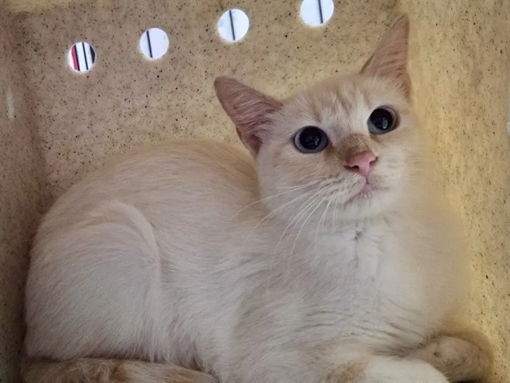 PALOMA