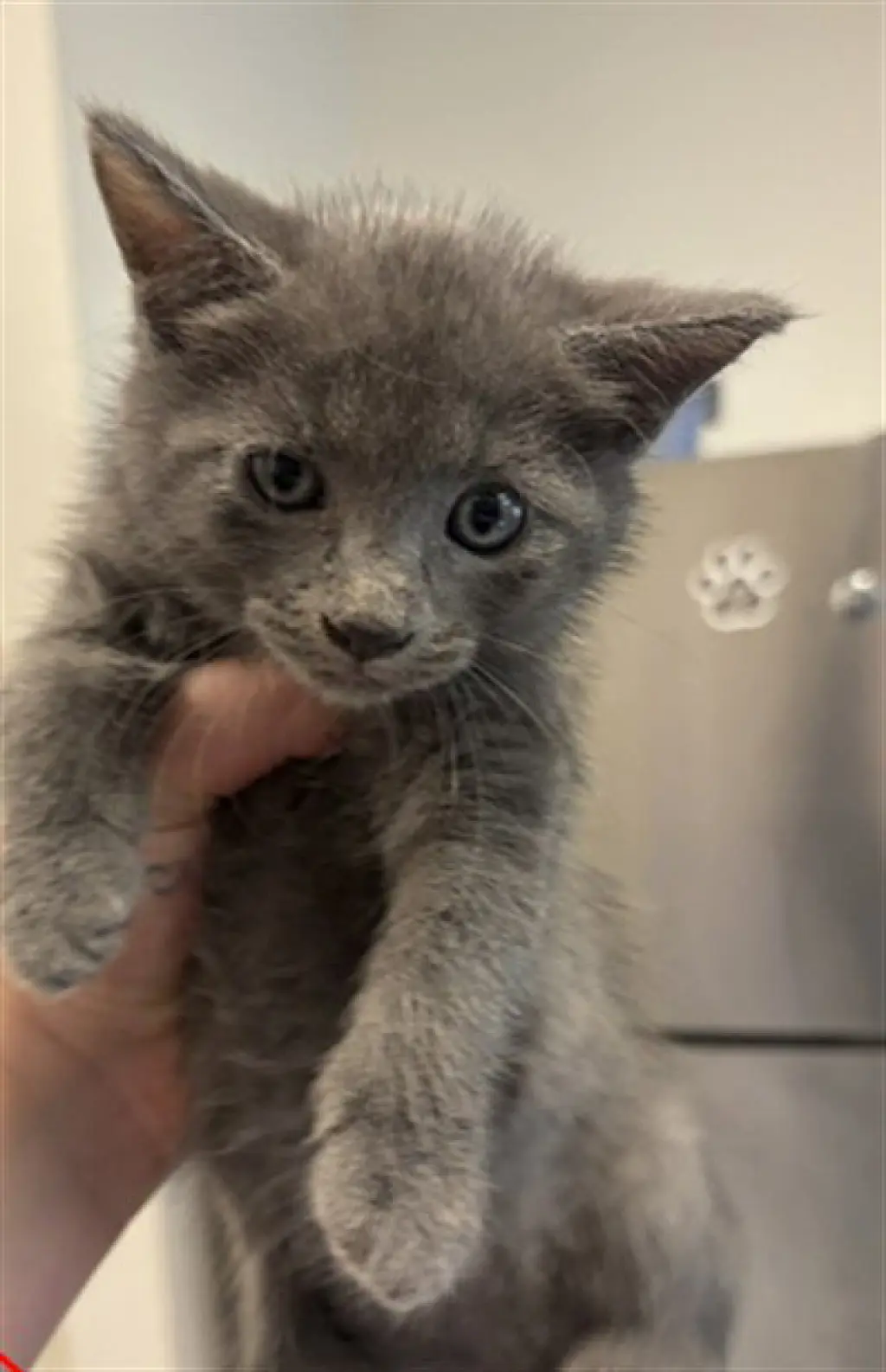 KITTEN  3