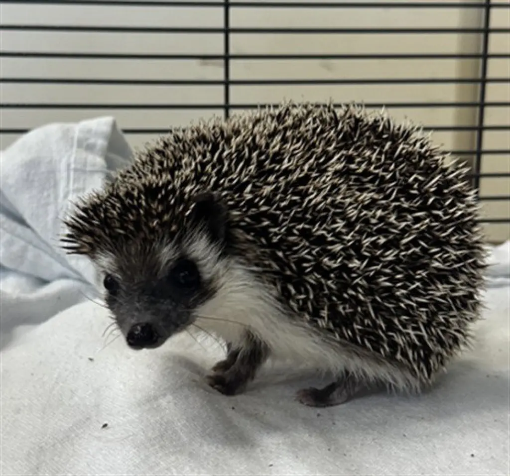 CHIA