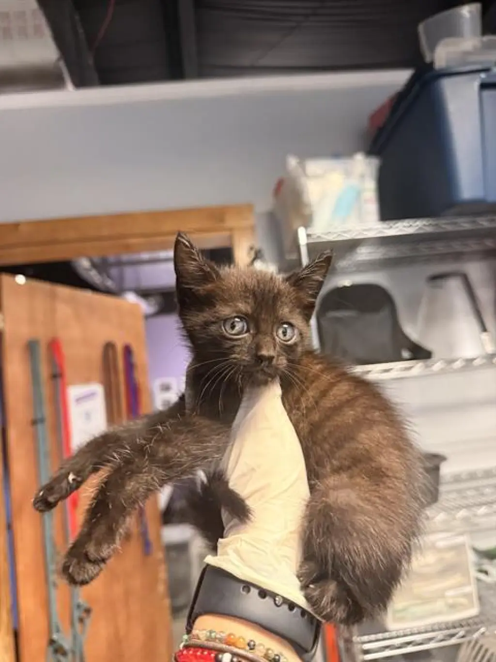 SCAR