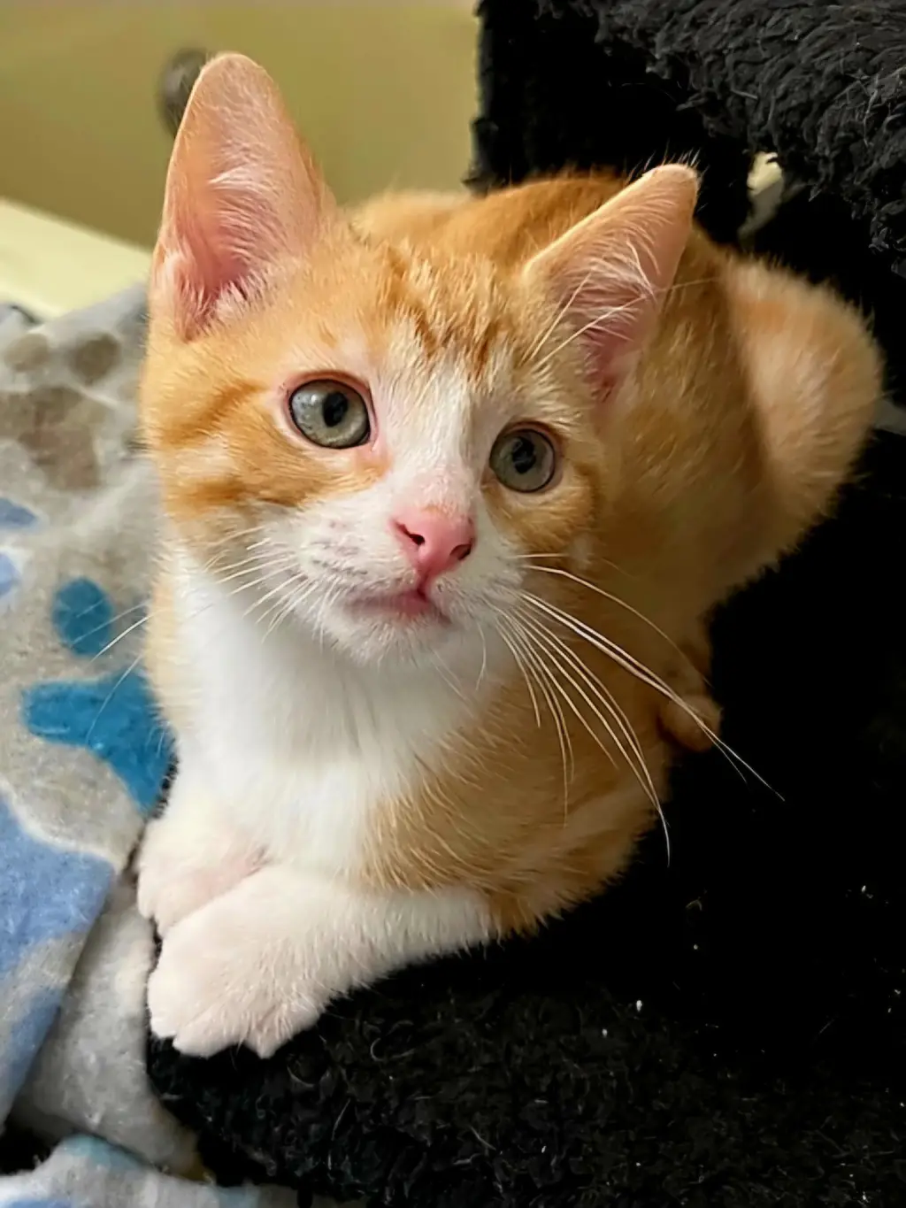 KITTEN BENSON