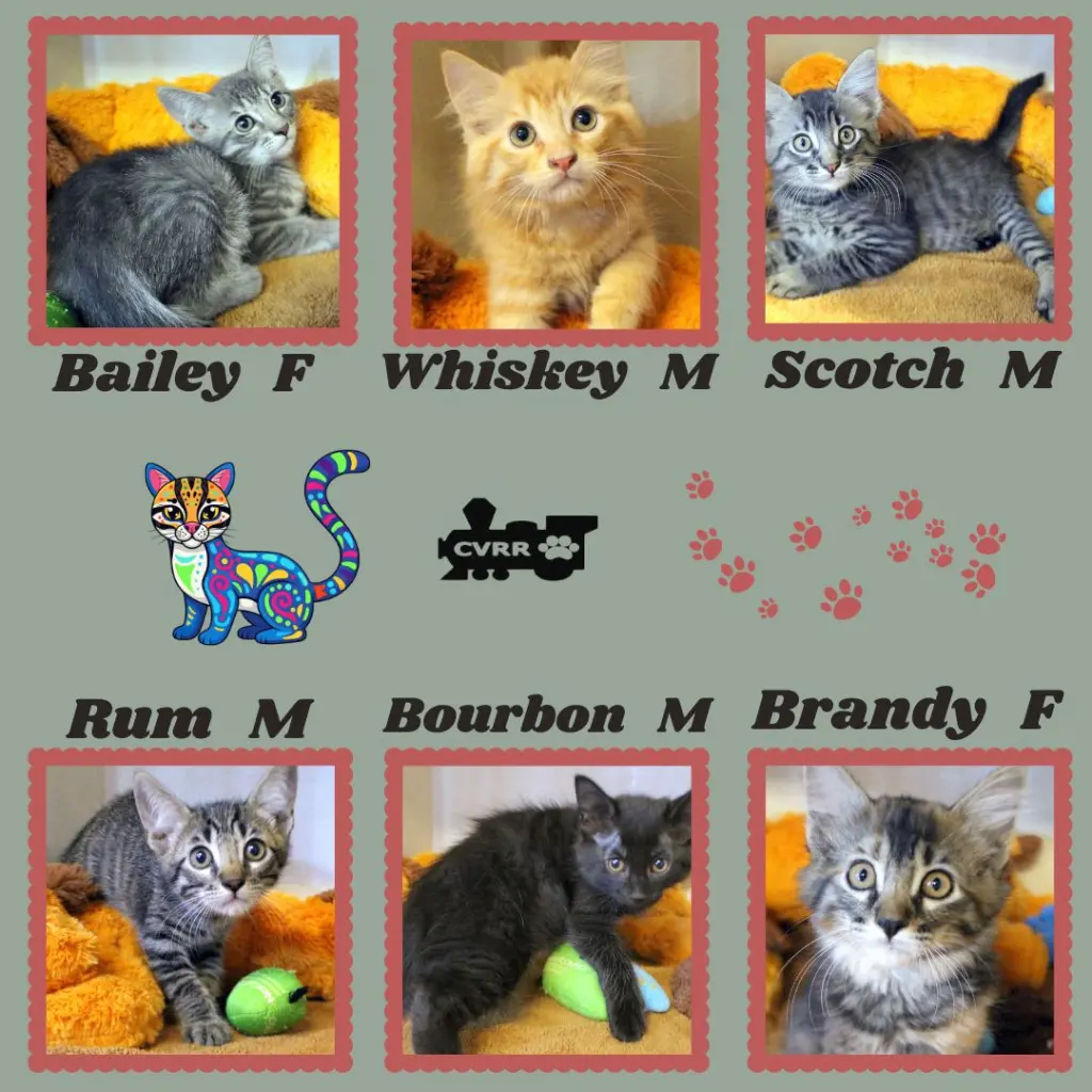 Whiskey Kittens