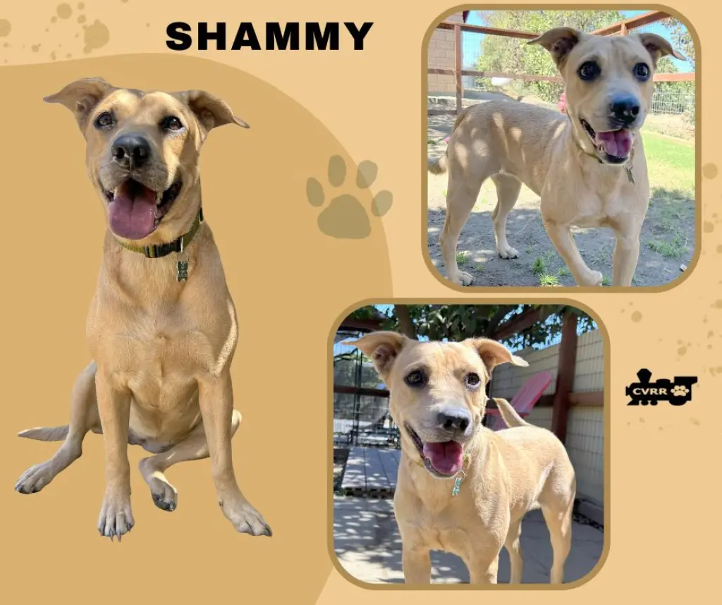 Shammy
