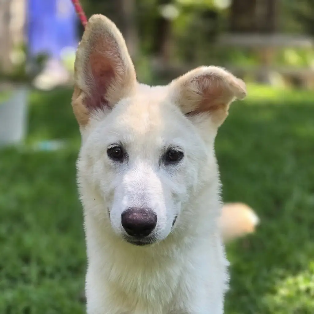 INDI