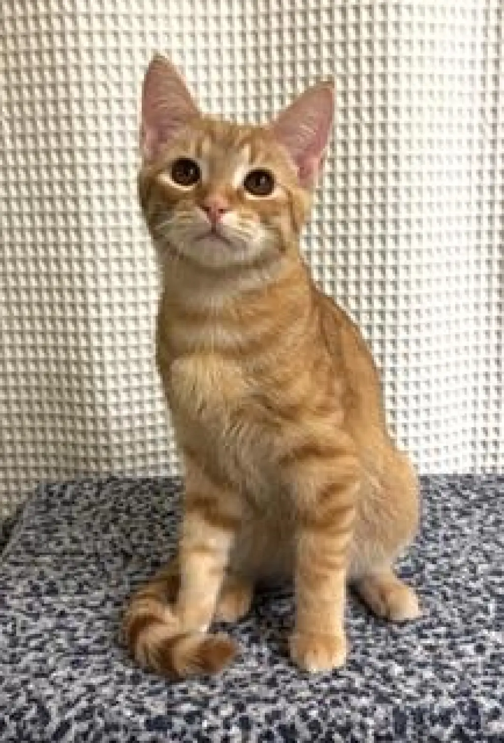 KITTEN SUNNY