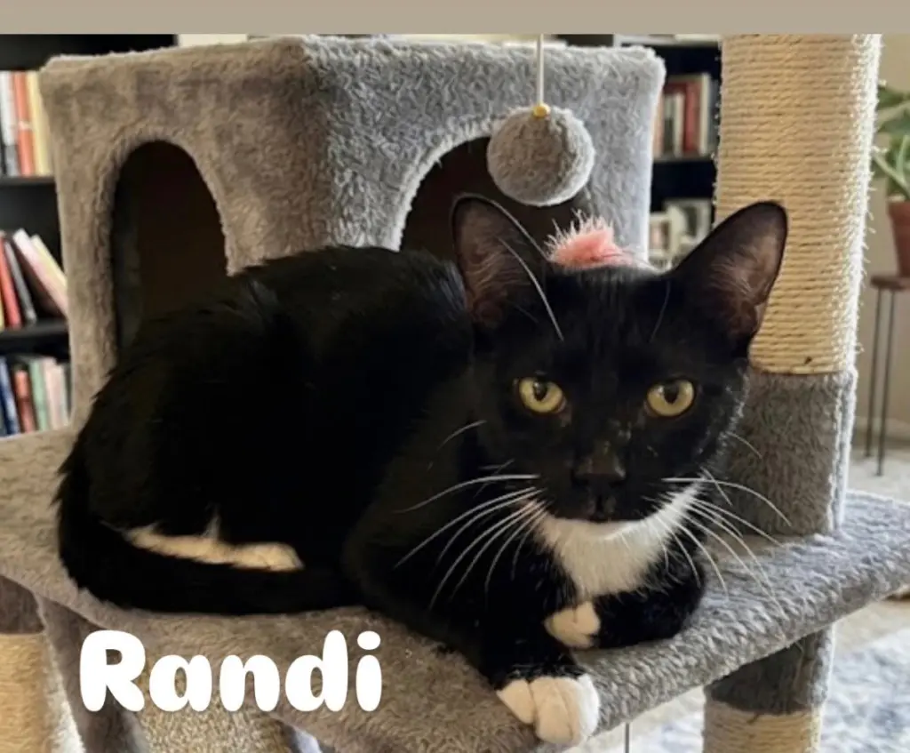 Randi