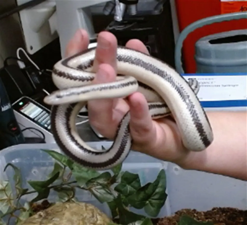ROSY BOA
