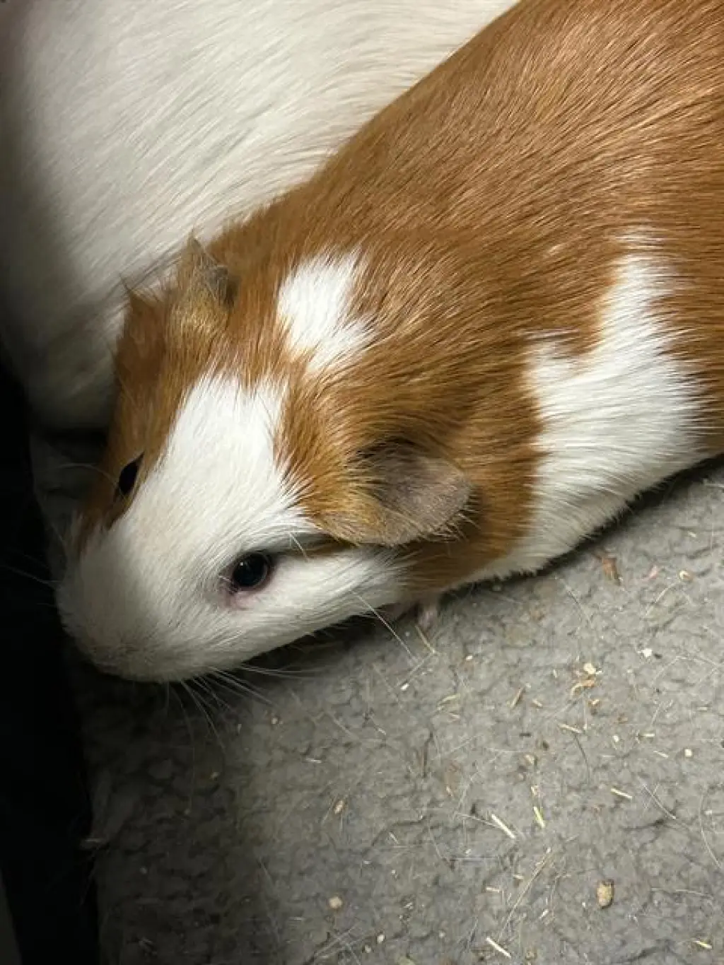 RON