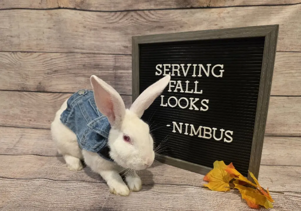 Nimbus