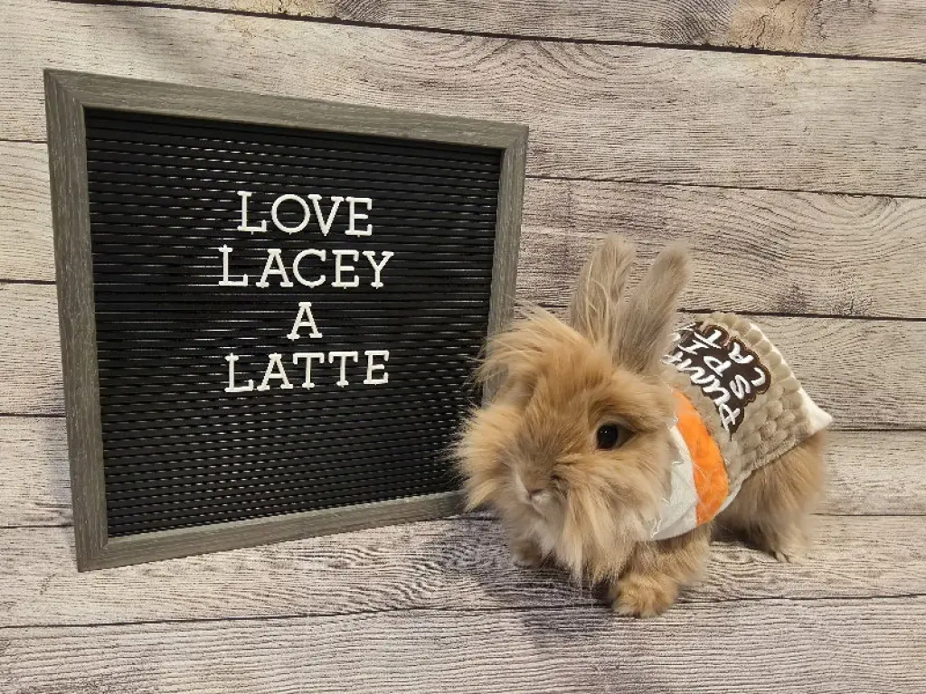 Lacey